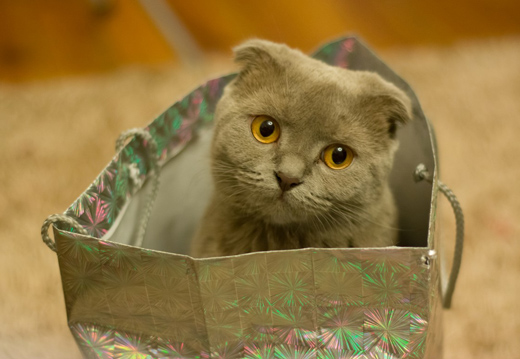 Le sac � dos pour chat : effet de mode ou vraie bonne id�e ?